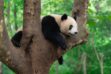Obraz na płótnie Canvas Giant panda eating bamboo leaves