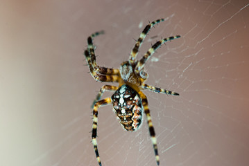 Scary spider web crusader on a soft beige background. Selective focus macro shot with shallow DOF