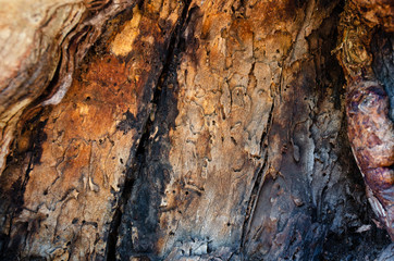 textura de corteza de arbol