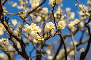 White Plum Flowers
