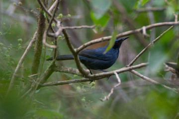 bird