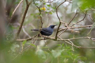 bird
