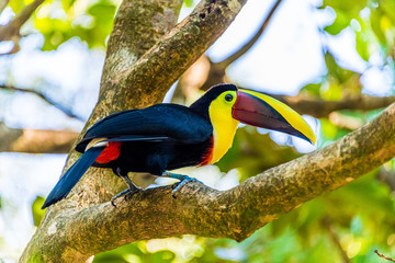toucan on a branch
