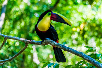 toucan on a branch © Greg Meland