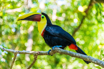 Toucan sitting on a Branch