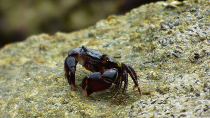 crab on the beach