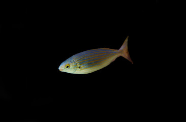 Salema porgy saltwater dreamfish - Sarpa salpa