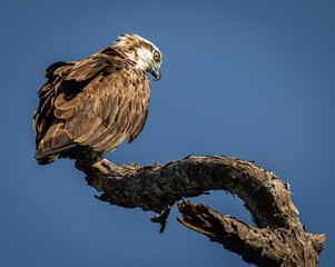 Osprey