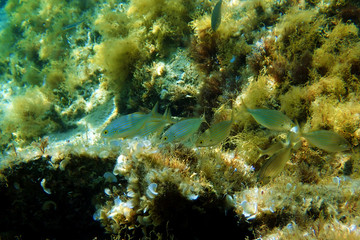 Fototapeta na wymiar Salema porgy saltwater dreamfish - Sarpa salpa