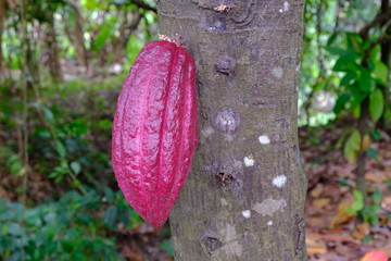 Cocoa pod on a cocoa tree