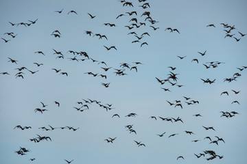 Brent Goose flying in blue sky. His Latin name is Branta bernicla.