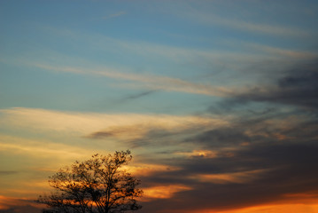夕暮れ　空　雲　木　シルエット