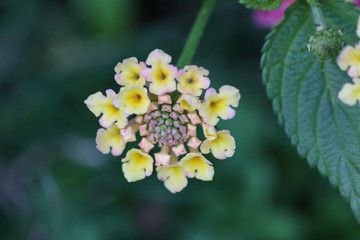 macro flor