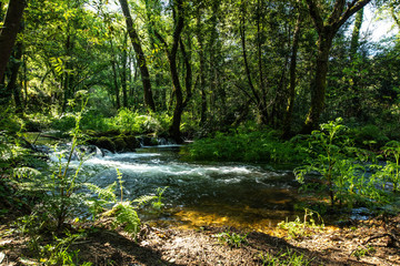 bosque