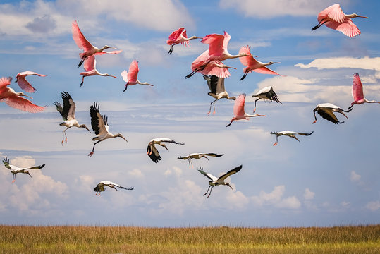 Wood Storks and Roseatte Spoonbills at St Marks National Wildlife Refuge, Florida