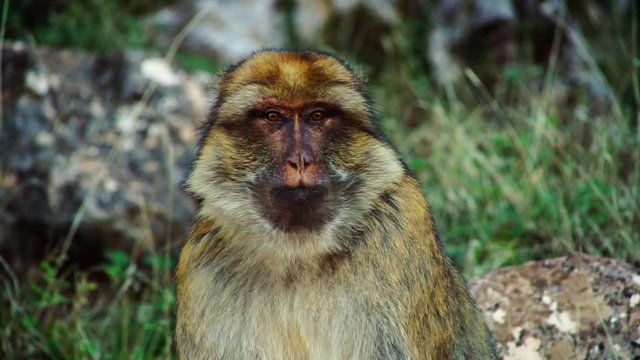 Monkey in atlas mountains sitting and eating. Azrou, Morocco