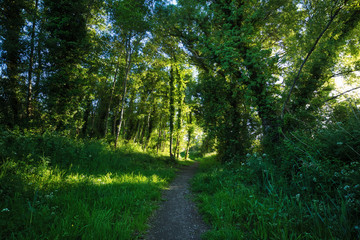 Fototapeta premium camino bosque