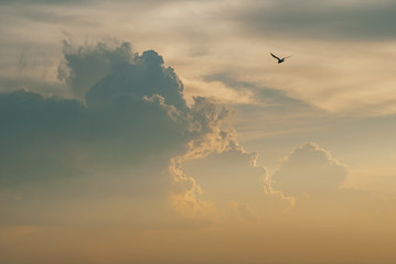 Evening sunset sky with bright rays of the sun and beautiful colorful clouds with blurred silhouette flying seagull in the middle of the frame. Focus at the clouds