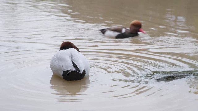 Canvasback duck rests, and preens his feathers in a public water garden pond in Durham, North Carolina