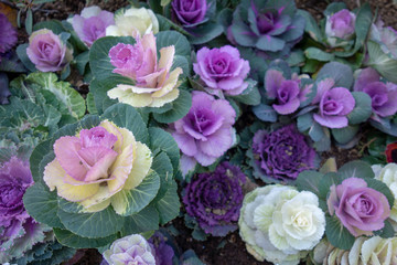 冬のカラフルな葉牡丹