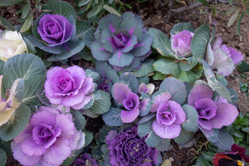 冬のカラフルな葉牡丹