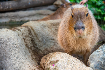 Capybara in natural park in sunny day