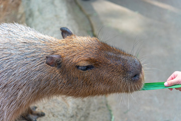 Capybara in natural park in sunny day