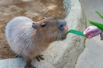 Capybara in natural park in sunny day