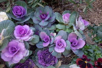 冬のカラフルな葉牡丹