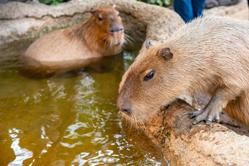 Capybara in natural park in sunny day