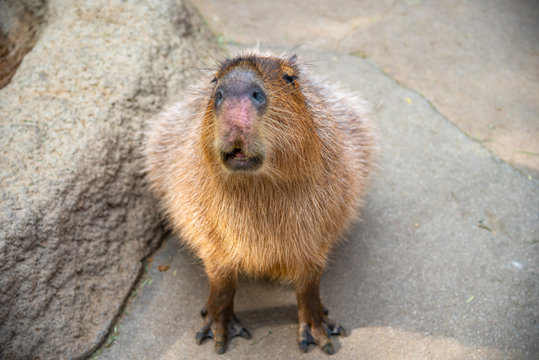 Capybara in natural park in sunny day