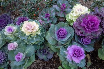 冬のカラフルな葉牡丹