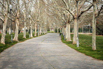 Walk along the park path accompanied by leafless trees in autumn