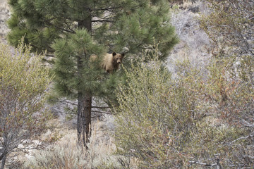 Brown Bear in Tree looking at camera - wide shot
