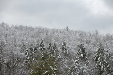 Adirondack forest in winter