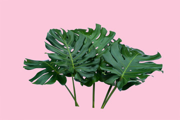 Monstera top view leaf model philodendron isolated on pastel background / copy space - top view © eakarat