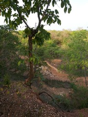 tree in forest,nature,landscape,sky