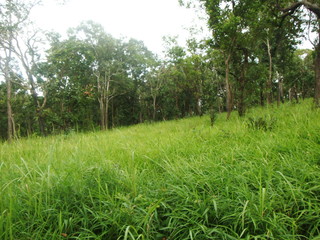 trees in the forest,sky,green,grass,lanscape,nature,tree,blue,plant,forest,day
