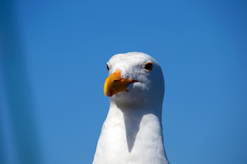 portrait of a seagull