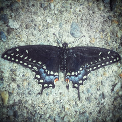 Butterfly on concrete, instagram style