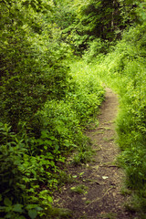 Winding pathway in lush forest