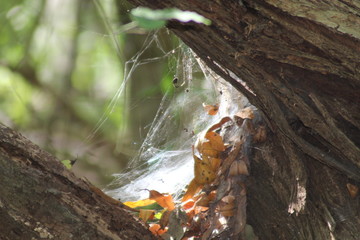 Forest spider web