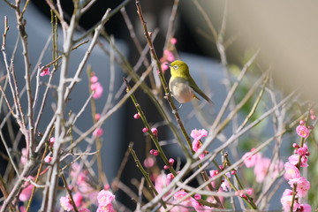 梅の花に集まってきたメジロ