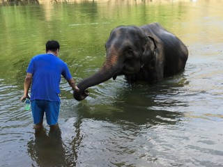 Fototapeta premium Giving an elephant a bath in Kanchanaburi, Thailand