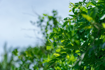 Young bushes begin to grow when the weather is sunny and temperatures are warm.