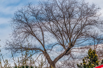 tree and blue sky