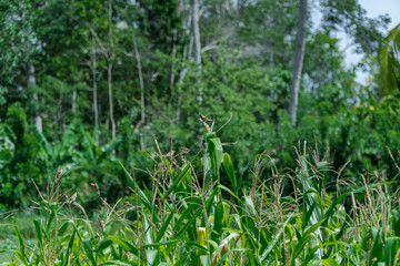 Corn plantations disturbed by a group of sparrows.