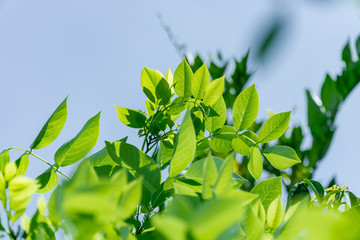 Young bushes begin to grow when the weather is sunny and temperatures are warm.