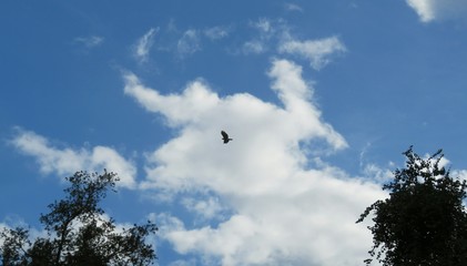 Beautiful fluffy clouds in blue sky and bird in flight