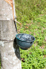 Cup attached to a rubber tree collecting the latex, Phuket, Thailand